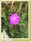 IMG_8219